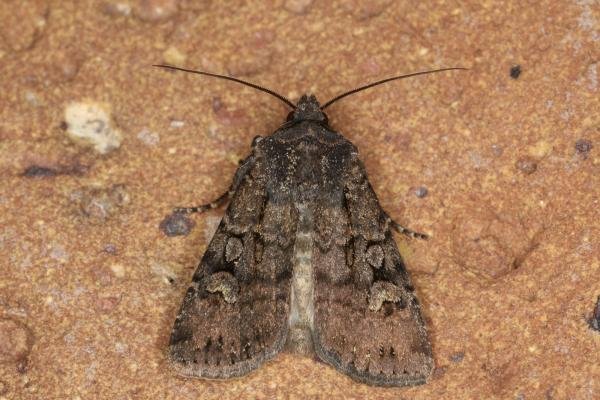 Garden Dart (Euxoa nigricans), adult. Ouston, 23-07-2022. Copyright Verna Atkinson. Garden Dart (Euxoa nigricans), adult. Ouston, 23-07-2022. Copyright Verna Atkinson.