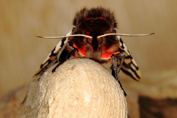Garden Tiger (Arctia caja), adult. Ouston, 09-07-2016. Copyright Verna Atkinson. Garden Tiger (Arctia caja), adult. Ouston, 09-07-2016. Copyright Verna Atkinson.