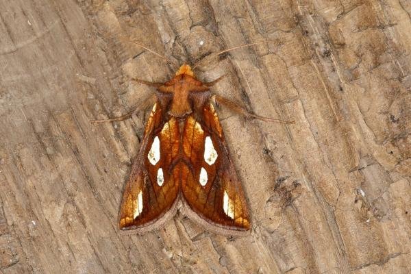 Gold Spot (Plusia festucae), adult. Ouston, 29-05-2018. Copyright Verna Atkinson. Gold Spot (Plusia festucae), adult. Ouston, 29-05-2018. Copyright Verna Atkinson.