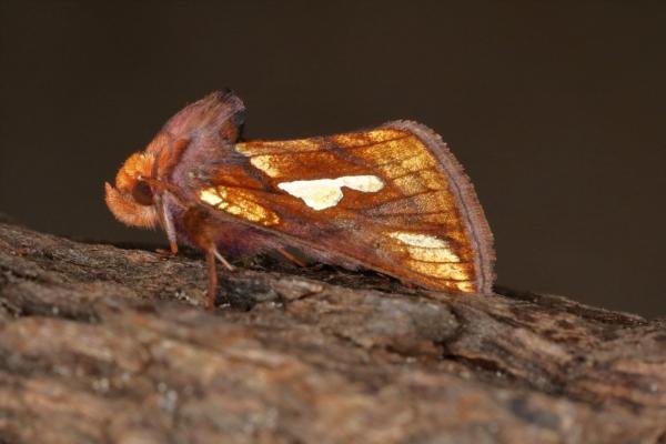 Gold Spot (Plusia festucae), adult. Ouston, 04-06-2016. Copyright Verna Atkinson.