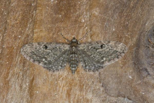 Golden-rod Pug (Eupithecia virgaureata), adult. Ouston, 17-09-2021. Copyright Verna Atkinson. Golden-rod Pug (Eupithecia virgaureata), adult. Ouston, 17-09-2021. Copyright Verna Atkinson.