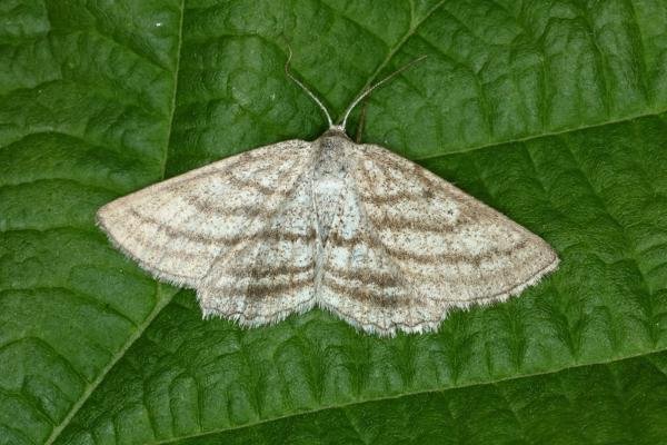 Grass Wave (Perconia strigillaria), adult. West Moor Plantation, 24-06-2020. Copyright Verna Atkinson.