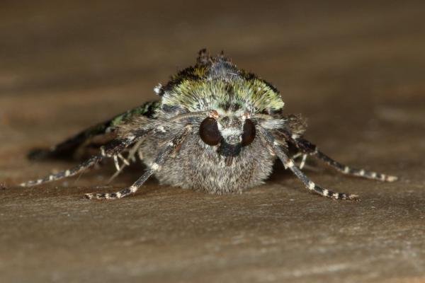 Green Arches (Anaplectoides prasina), adult. Ouston, 18-06-2020. Copyright Verna Atkinson.