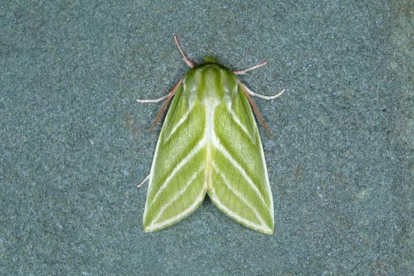 Green Silver-lines (Pseudoips prasinana), adult. Ouston, 01-06-2018. Copyright Verna Atkinson. Green Silver-lines (Pseudoips prasinana), adult. Ouston, 01-06-2018. Copyright Verna Atkinson.