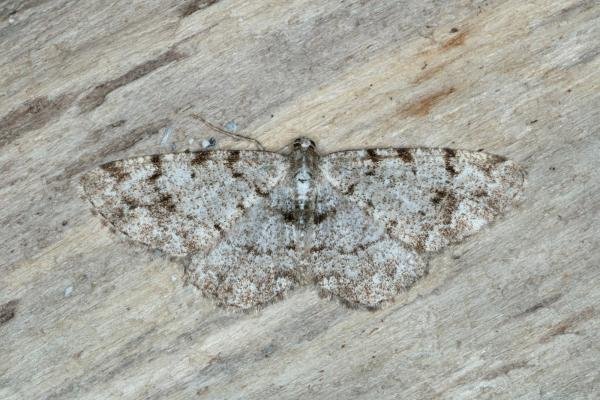 Grey Birch (Aethalura punctulata), adult. Ouston, 02-05-2017. Copyright Verna Atkinson. Grey Birch (Aethalura punctulata), adult. Ouston, 02-05-2017. Copyright Verna Atkinson.