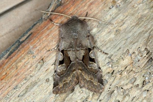 Hebrew Character (Orthosia gothica), adult. Ouston, 02-03-2016. Copyright Verna Atkinson.