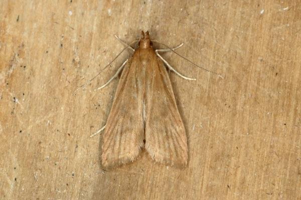 Helcystogramma rufescens, adult. Ouston, 15-08-2019. Copyright Verna Atkinson.