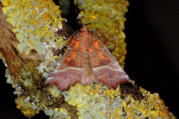 Herald (Scoliopteryx libatrix), adult. Ouston, 19-04-2018. Copyright Verna Atkinson.