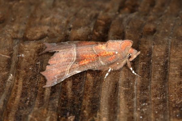 Herald (Scoliopteryx libatrix), adult. Ouston, 15-05-2018. Copyright Verna Atkinson. Herald (Scoliopteryx libatrix), adult. Ouston, 15-05-2018. Copyright Verna Atkinson.