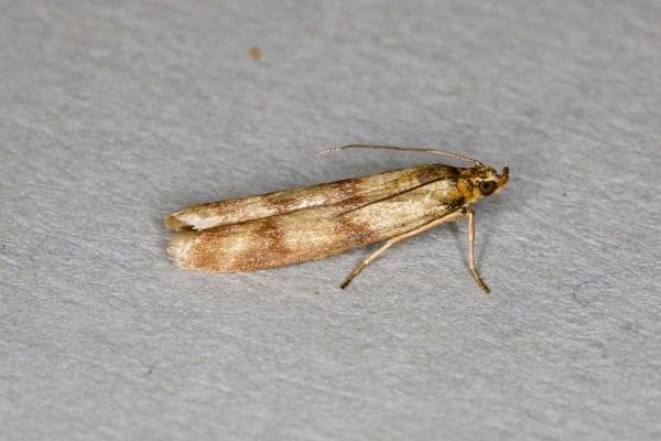 Homoeosoma sinuella, adult. Ouston, 14-06-2021. Copyright Verna Atkinson. Homoeosoma sinuella, adult. Ouston, 14-06-2021. Copyright Verna Atkinson.