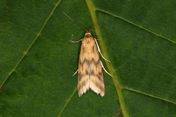 Homoeosoma sinuella, adult. Ouston, 14-06-2016. Copyright Verna Atkinson. Homoeosoma sinuella, adult. Ouston, 14-06-2016. Copyright Verna Atkinson.