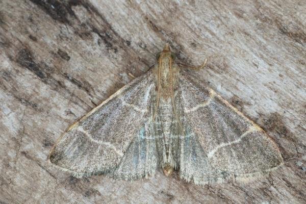 Hypsopygia glaucinalis, adult. Ouston, 13-09-2016. Copyright Verna Atkinson. Hypsopygia glaucinalis, adult. Ouston, 13-09-2016. Copyright Verna Atkinson.