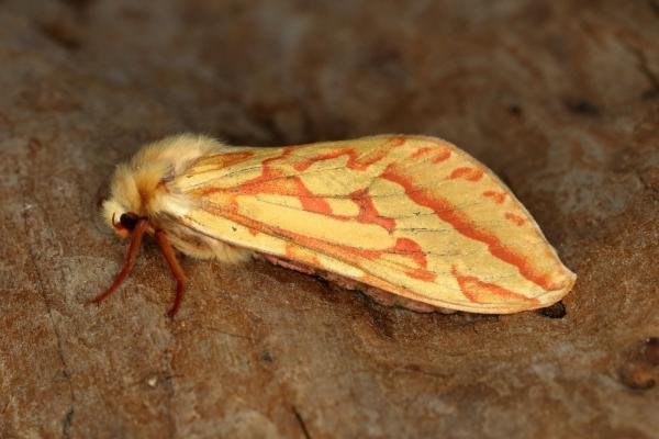 Ghost Moth (Hepialus humuli), adult, female. Ouston, 14-06-2020. Copyright Verna Atkinson. Ghost Moth (Hepialus humuli), adult, female. Ouston, 14-06-2020. Copyright Verna Atkinson.