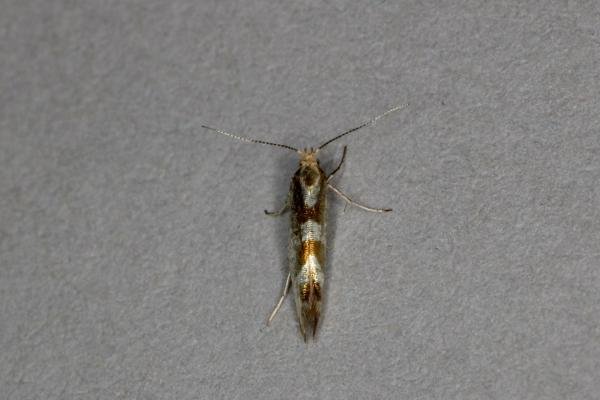 Argyresthia pygmaeella, adult. Ouston, 08-07-2020. Copyright Verna Atkinson. Argyresthia pygmaeella, adult. Ouston, 08-07-2020. Copyright Verna Atkinson.