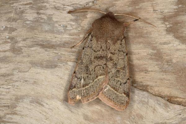 Common Quaker (Orthosia cerasi), adult. Ouston, 12-03-2016. Copyright Verna Atkinson.