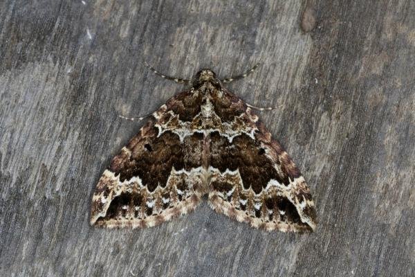 Water Carpet (Lampropteryx suffumata), adult. Ouston, 03-05-2021. Copyright Verna Atkinson.
