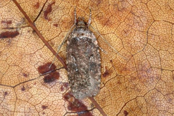 Agonopterix heracliana/ciliella (Agonopterix heracliana/ciliella), adult. Ouston, 23-03-2016. Copyright Verna Atkinson. Agonopterix heracliana/ciliella (Agonopterix heracliana/ciliella), adult. Ouston, 23-03-2016. Copyright Verna Atkinson.