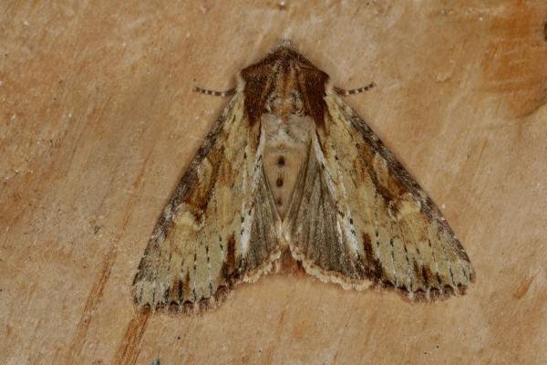 Clouded-bordered Brindle (Apamea crenata), adult. Ouston, 25-05-2021. Copyright Verna Atkinson. Clouded-bordered Brindle (Apamea crenata), adult. Ouston, 25-05-2021. Copyright Verna Atkinson.