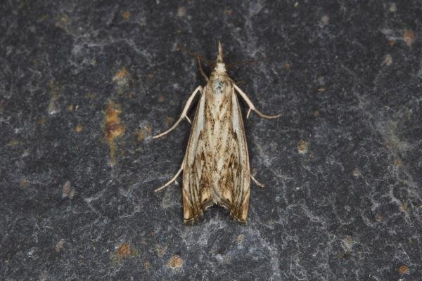 Catoptria falsella, adult. Ouston, 12-07-2021. Copyright Verna Atkinson.