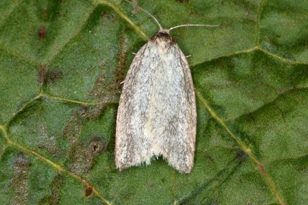 Timothy Tortrix (Zelotherses paleana), adult. Ouston, 09-06-2016. Copyright Verna Atkinson. Timothy Tortrix (Zelotherses paleana), adult. Ouston, 09-06-2016. Copyright Verna Atkinson.