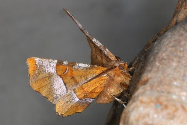 Purple Thorn (Selenia tetralunaria), adult. Ouston, 01-08-2022. Copyright Verna Atkinson.