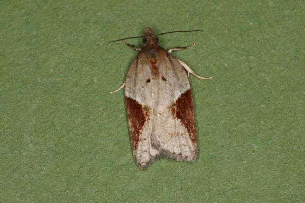 Acleris laterana/comariana, adult. Ouston, 11-09-2022. Copyright Verna Atkinson. Acleris laterana/comariana, adult. Ouston, 11-09-2022. Copyright Verna Atkinson.
