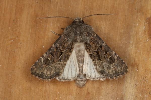 Flounced Rustic (Luperina testacea), adult. Ouston, 13-09-2022. Copyright Verna Atkinson.