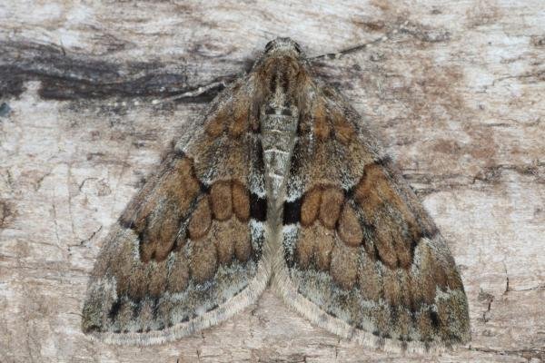 Grey Pine Carpet (Thera obeliscata), adult. Ouston, 02-09-2016. Copyright Verna Atkinson. Grey Pine Carpet (Thera obeliscata), adult. Ouston, 02-09-2016. Copyright Verna Atkinson.