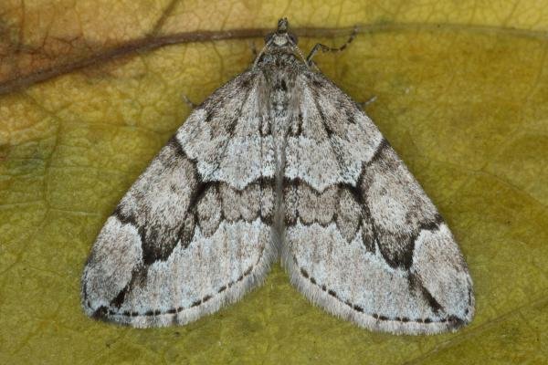 Juniper Carpet (Thera juniperata), adult. Ouston, 24-10-2016. Copyright Verna Atkinson.