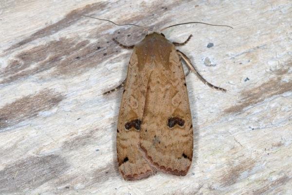 Large Yellow Underwing (Noctua pronuba), adult. Ouston, 09-06-2016. Copyright Verna Atkinson. Large Yellow Underwing (Noctua pronuba), adult. Ouston, 09-06-2016. Copyright Verna Atkinson.