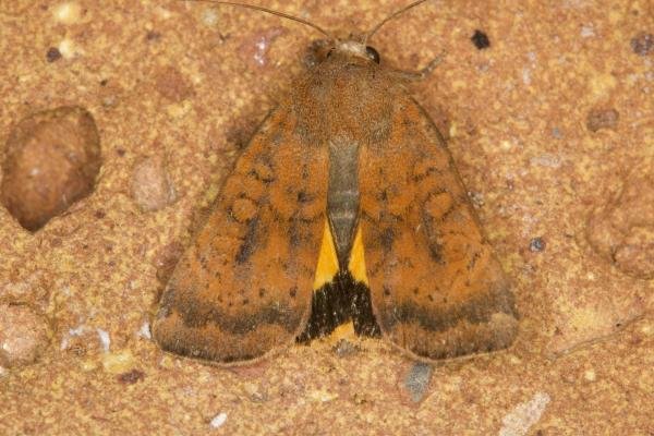 Least Yellow Underwing (Noctua interjecta), adult. Ouston, 07-08-2021. Copyright Verna Atkinson.