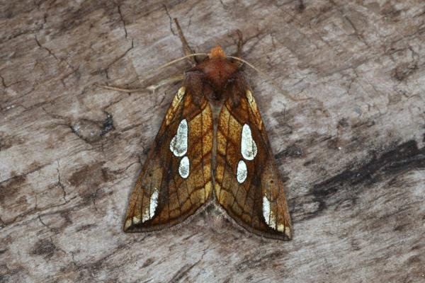 Lempke's Gold Spot (Plusia putnami), adult. Ouston, 01-08-2016. Copyright Verna Atkinson. Lempke's Gold Spot (Plusia putnami), adult. Ouston, 01-08-2016. Copyright Verna Atkinson.