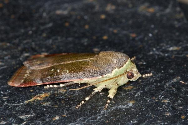 Lesser Broad-bordered Yellow Underwing (Noctua janthe), adult. Ouston, 14-07-2021. Copyright Verna Atkinson.