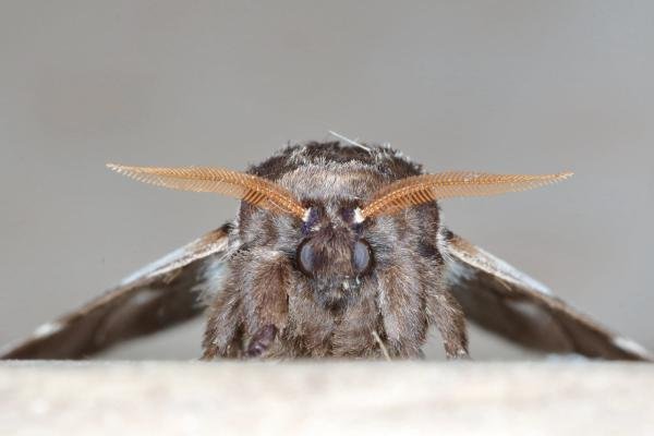 Lesser Swallow Prominent (Pheosia gnoma), adult. Ouston, 14-08-2019. Copyright Verna Atkinson. Lesser Swallow Prominent (Pheosia gnoma), adult. Ouston, 14-08-2019. Copyright Verna Atkinson.