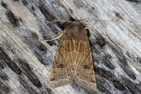 Lunar Underwing (Anchoscelis lunosa), adult. Ouston, 01-10-2015. Copyright Verna Atkinson.
