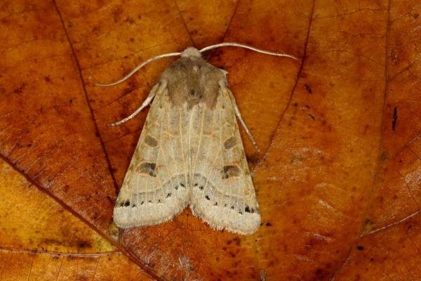 Lunar Underwing (Anchoscelis lunosa), adult. Ouston, 05-10-2019. Copyright Verna Atkinson.