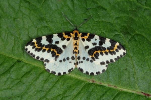 Magpie Moth (Abraxas grossulariata), adult. Ouston, 29-06-2018. Copyright Verna Atkinson.