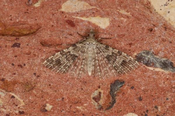 Many-plumed Moth (Alucita hexadactyla), adult. Ouston, 10-05-2023. Copyright Verna Atkinson.