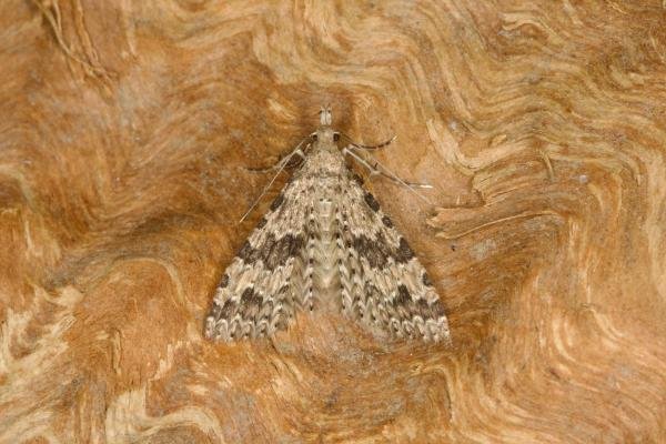 Many-plumed Moth (Alucita hexadactyla), adult. Ouston, 15-04-2022. Copyright Verna Atkinson.