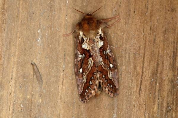 Map-winged Swift (Korscheltellus fusconebulosa), adult. Ouston, 18-06-2020. Copyright Verna Atkinson.