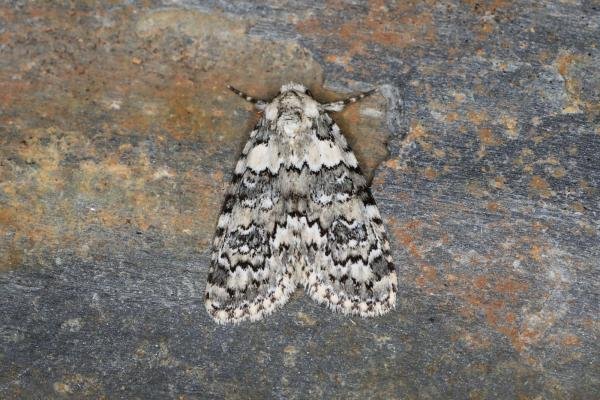 Marbled Beauty (Bryophila domestica), adult. Ouston, 22-06-2023. Copyright Verna Atkinson. Marbled Beauty (Bryophila domestica), adult. Ouston, 22-06-2023. Copyright Verna Atkinson.