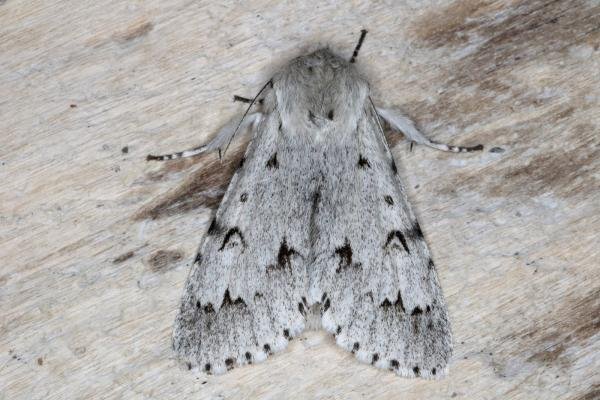 Miller (Acronicta leporina), adult. Ouston, 22-05-2016. Copyright Verna Atkinson. Miller (Acronicta leporina), adult. Ouston, 22-05-2016. Copyright Verna Atkinson.