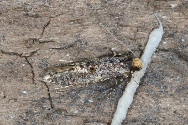 Skin Moth (Monopis laevigella), adult. Ouston, 06-09-2016. Copyright Verna Atkinson. Skin Moth (Monopis laevigella), adult. Ouston, 06-09-2016. Copyright Verna Atkinson.