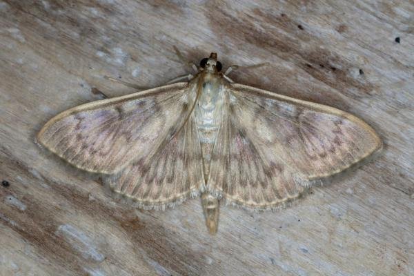 Mother of Pearl (Patania ruralis), adult. Ouston, 13-07-2019. Copyright Verna Atkinson. Mother of Pearl (Patania ruralis), adult. Ouston, 13-07-2019. Copyright Verna Atkinson.