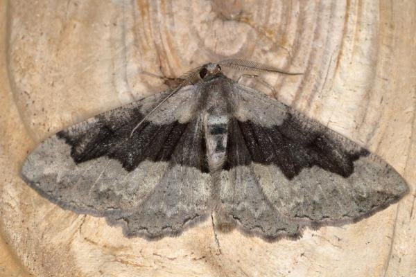 Mottled Beauty (Alcis repandata) f. conversaria, adult. Ouston, 29-06-2019. Copyright Verna Atkinson. Mottled Beauty (Alcis repandata) f. conversaria, adult. Ouston, 29-06-2019. Copyright Verna Atkinson.