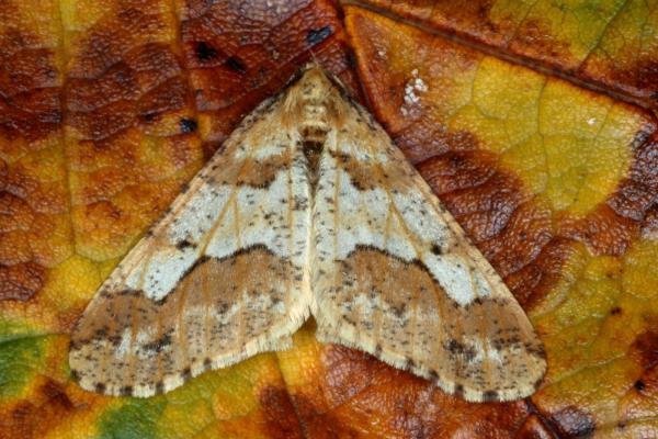 Mottled Umber (Erannis defoliaria), adult. Ouston, 19-10-2015. Copyright Verna Atkinson. Mottled Umber (Erannis defoliaria), adult. Ouston, 19-10-2015. Copyright Verna Atkinson.