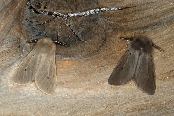 Muslin Moth (Diaphora mendica), adult. Ouston, 23-04-2020. Copyright Verna Atkinson. Muslin Moth (Diaphora mendica), adult. Ouston, 23-04-2020. Copyright Verna Atkinson.