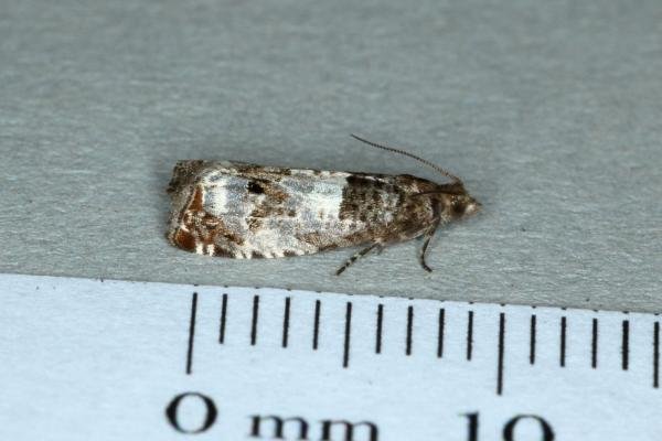 Notocelia trimaculana, adult. Ouston, 02-06-2019. Copyright Verna Atkinson. Notocelia trimaculana, adult. Ouston, 02-06-2019. Copyright Verna Atkinson.