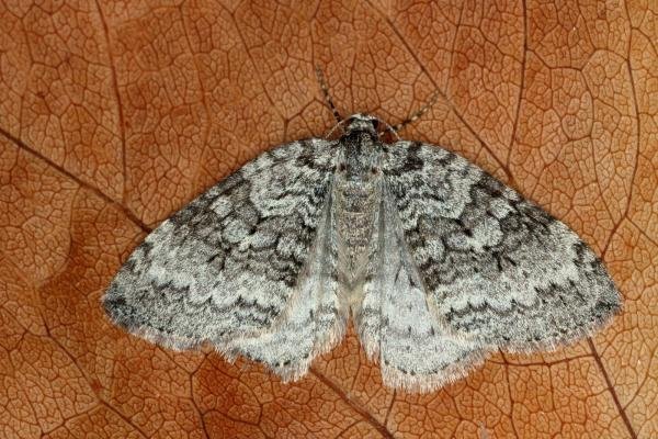 November Moth agg. (Epirrita dilutata agg.), adult. Ouston, 24-10-2019. Copyright Verna Atkinson.