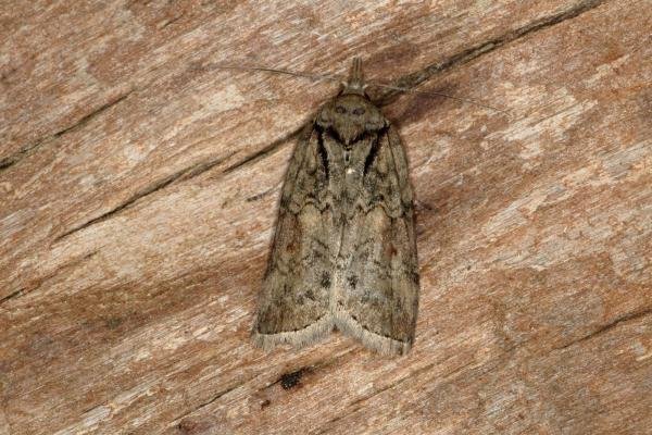 Oak Nycteoline (Nycteola revayana), adult. Ouston, 25-03-2020. Copyright Verna Atkinson. Oak Nycteoline (Nycteola revayana), adult. Ouston, 25-03-2020. Copyright Verna Atkinson.